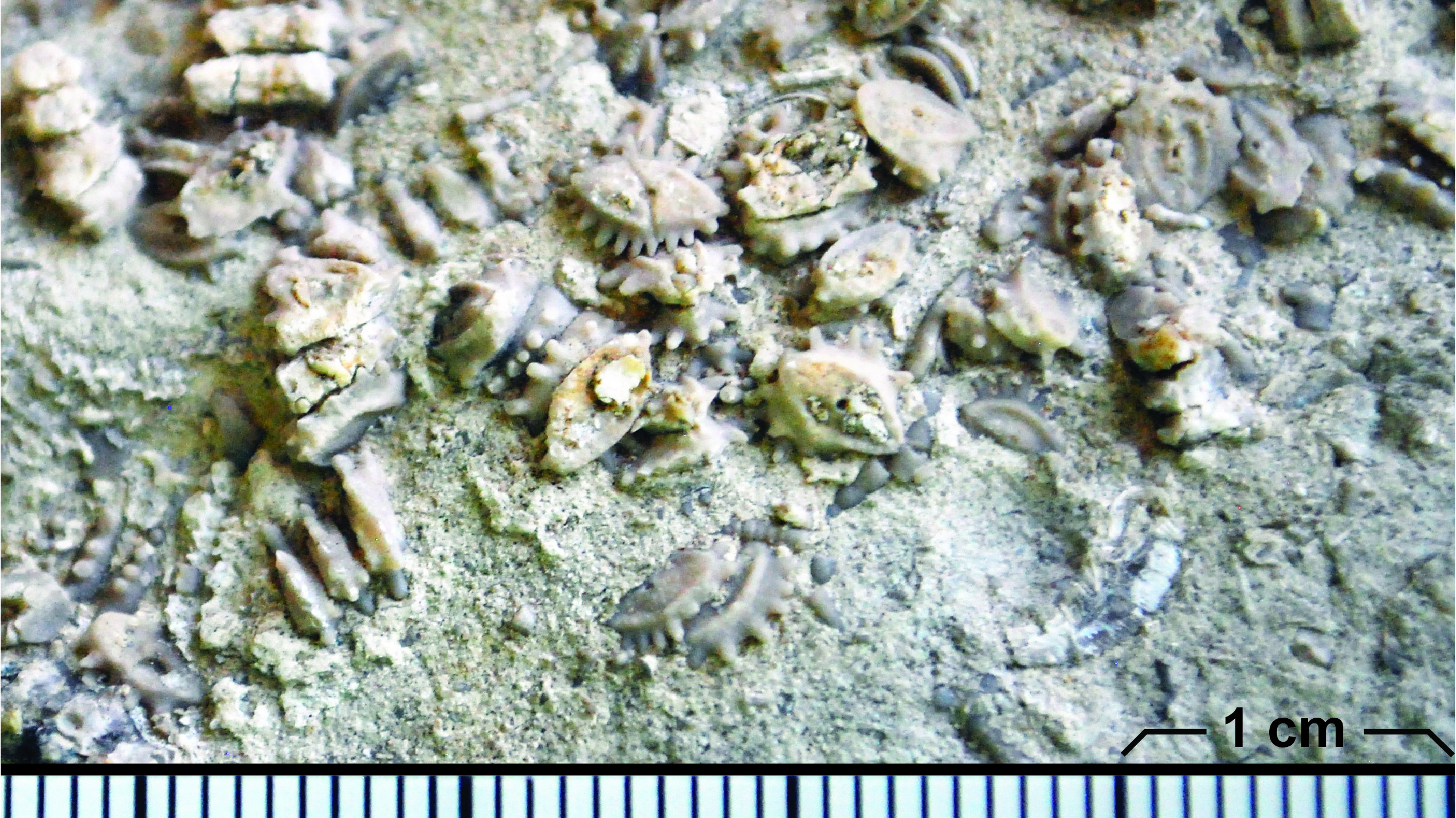 Platycrinites Fossil